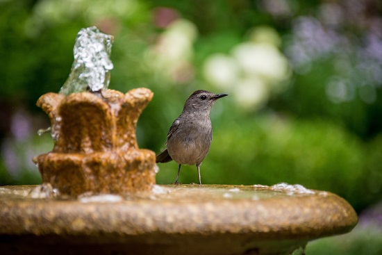 Bird in birdbath