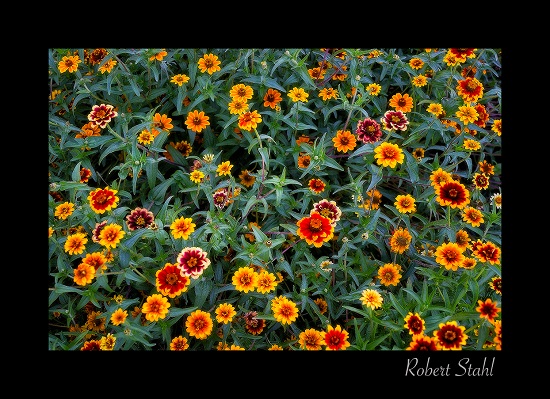 Persian Carpet, Photo by Bob Stahl