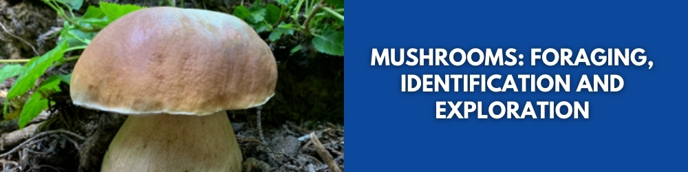 Mushroom Foraging Class