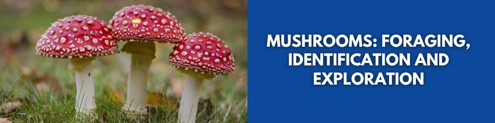 PNW Mushroom Foraging Class