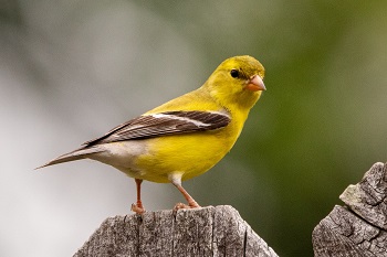 Yellow Warbler 