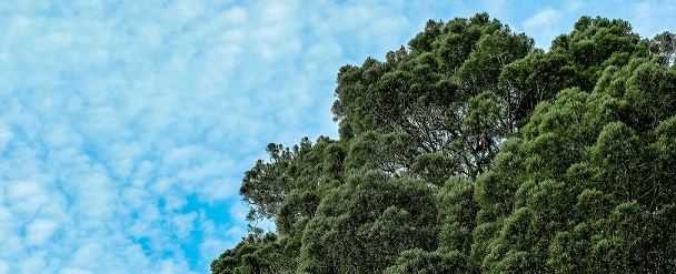 Tree and blue sky